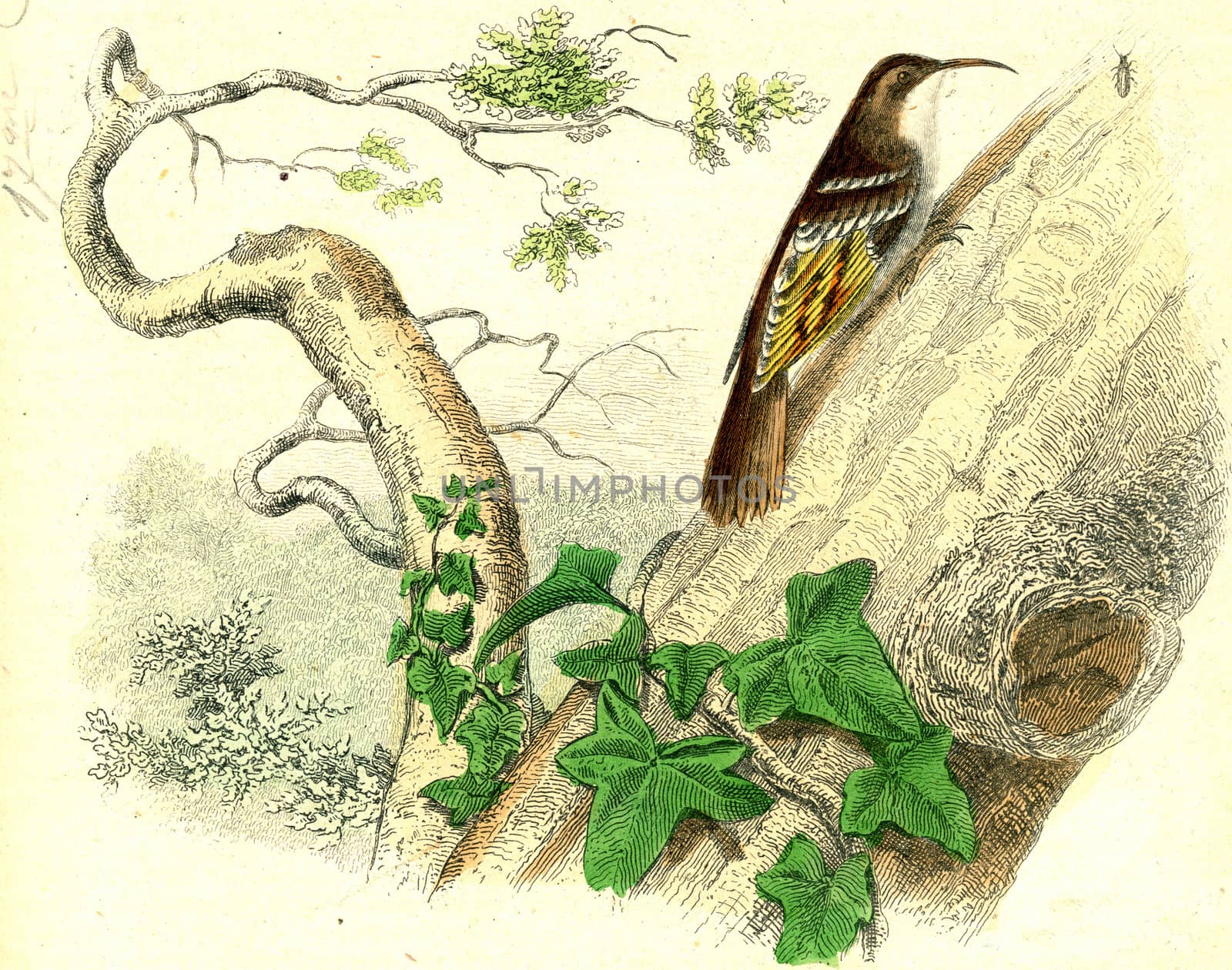 Treecreeper, vintage engraved illustration. From Buffon Complete Work.
