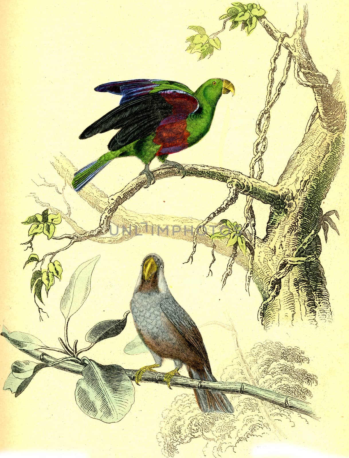 The Green Parrot, The Mascarin, vintage engraving. by Morphart