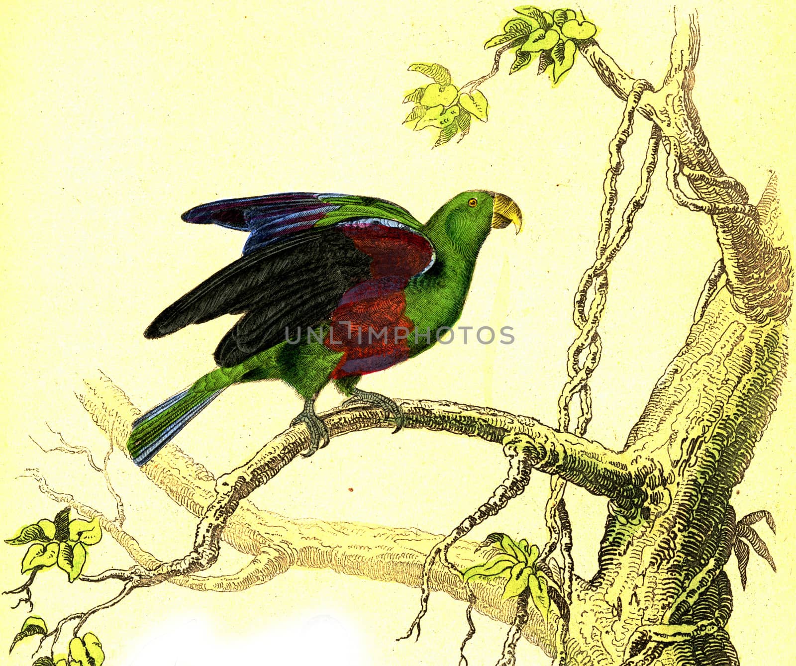 The Green Parrot, vintage engraved illustration. From Buffon Complete Work.
