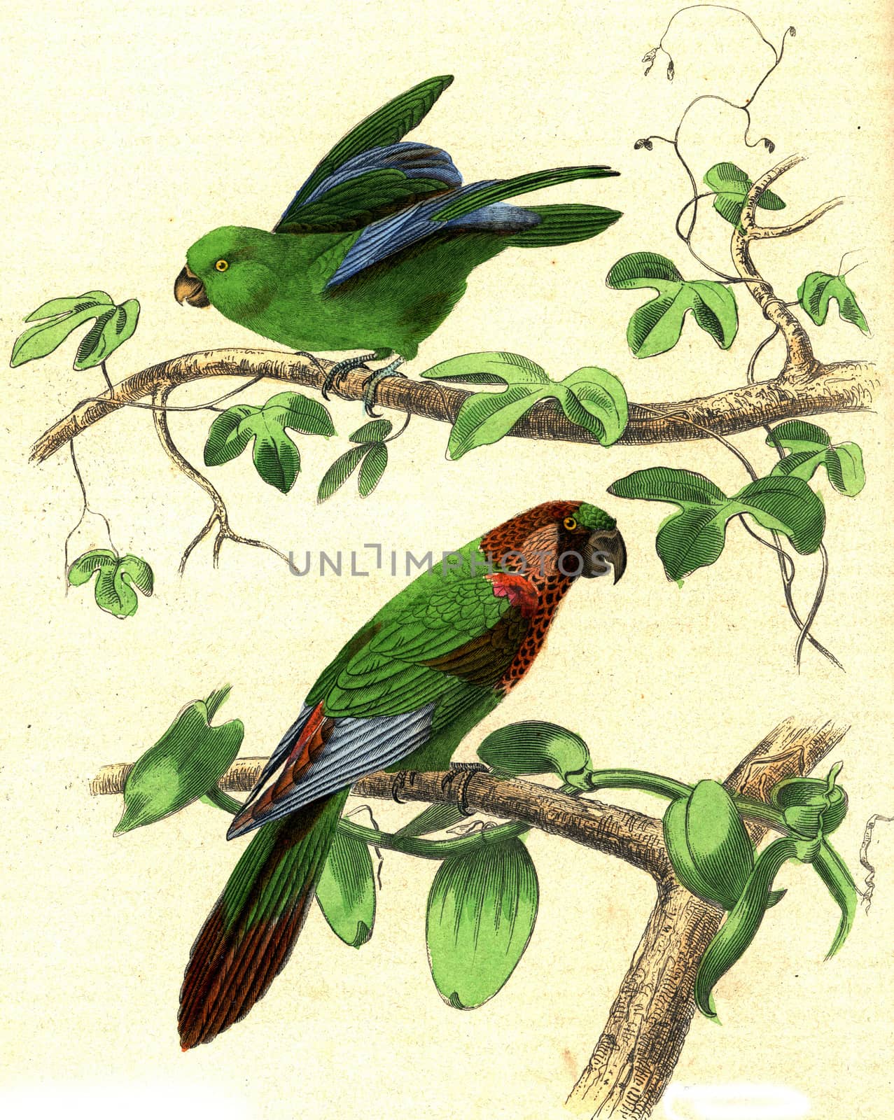 Parakeet, Parakeet with varied throat, vintage engraving. by Morphart
