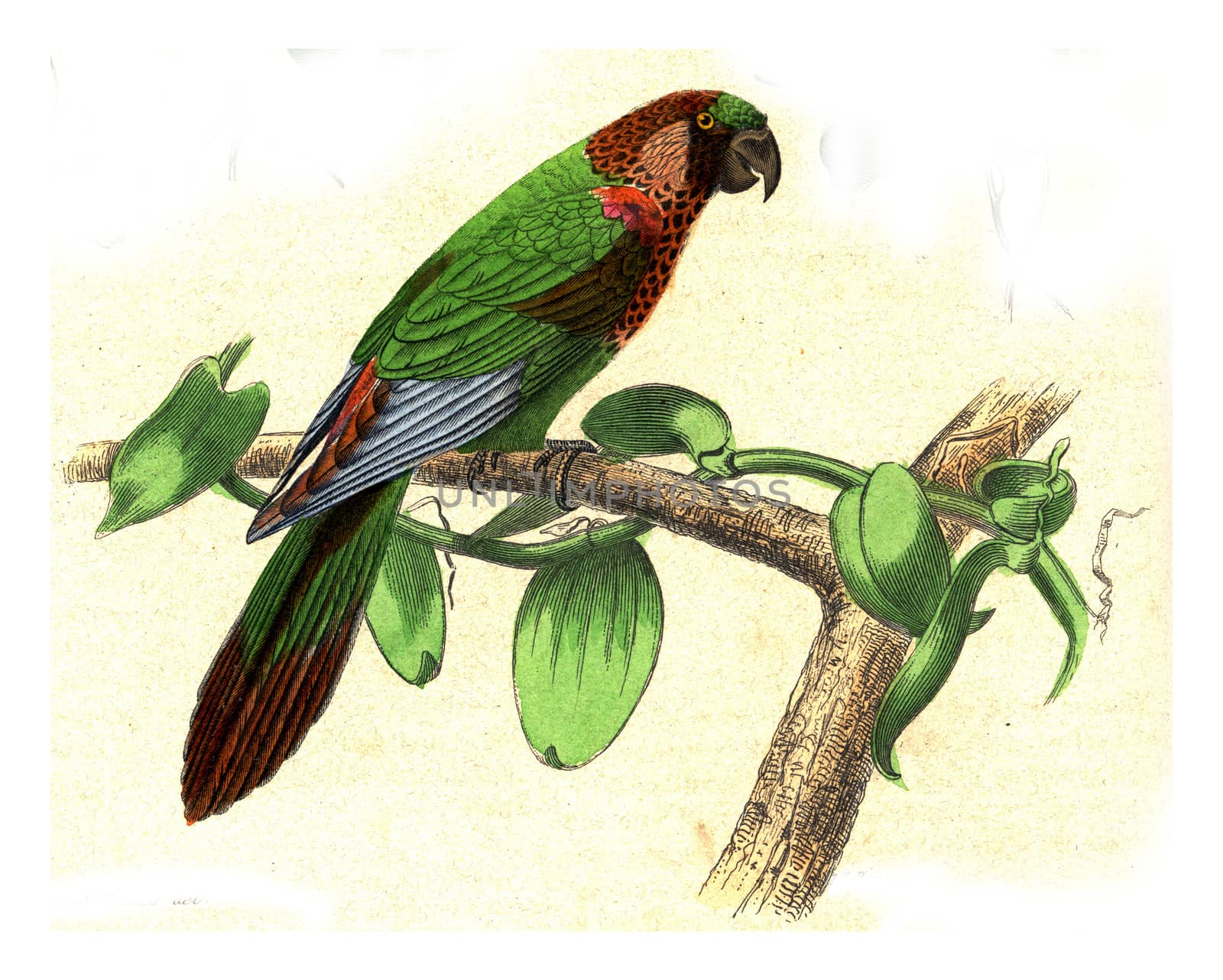 Parakeet with varied throat, vintage engraving. by Morphart