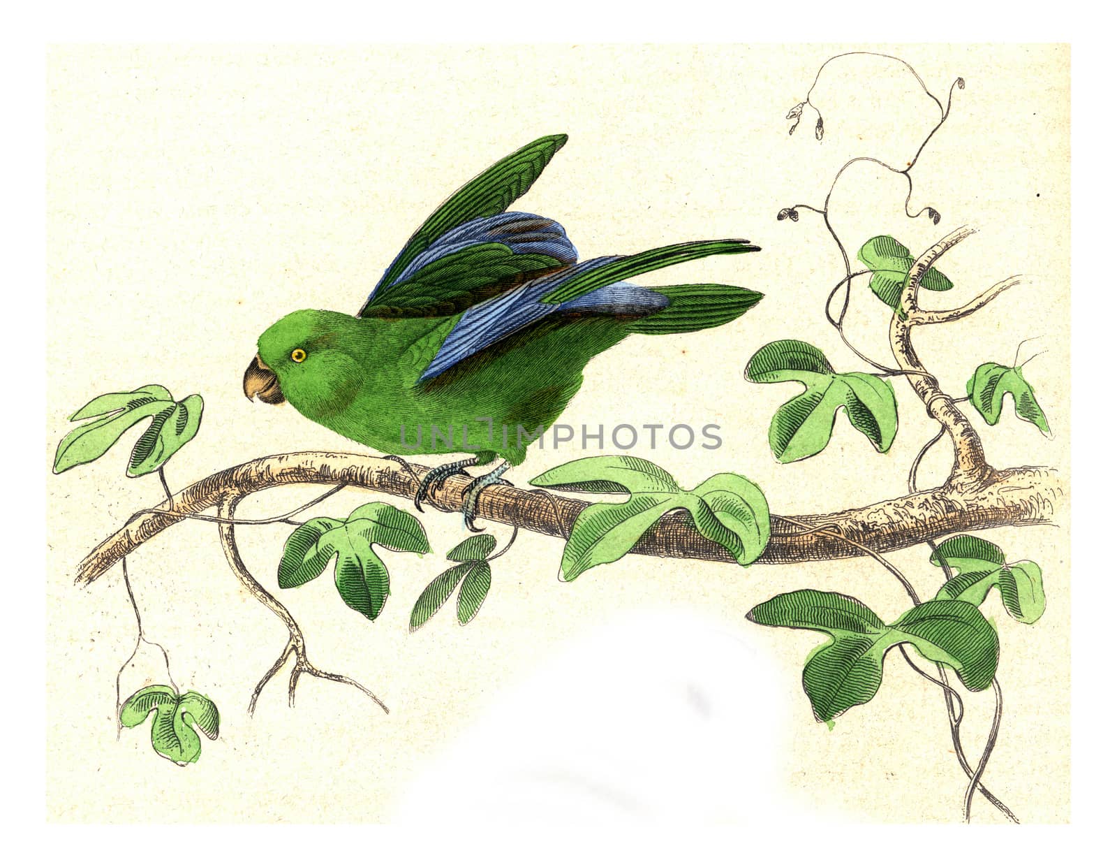 Parakeet all year, vintage engraved illustration. From Buffon Complete Work.
