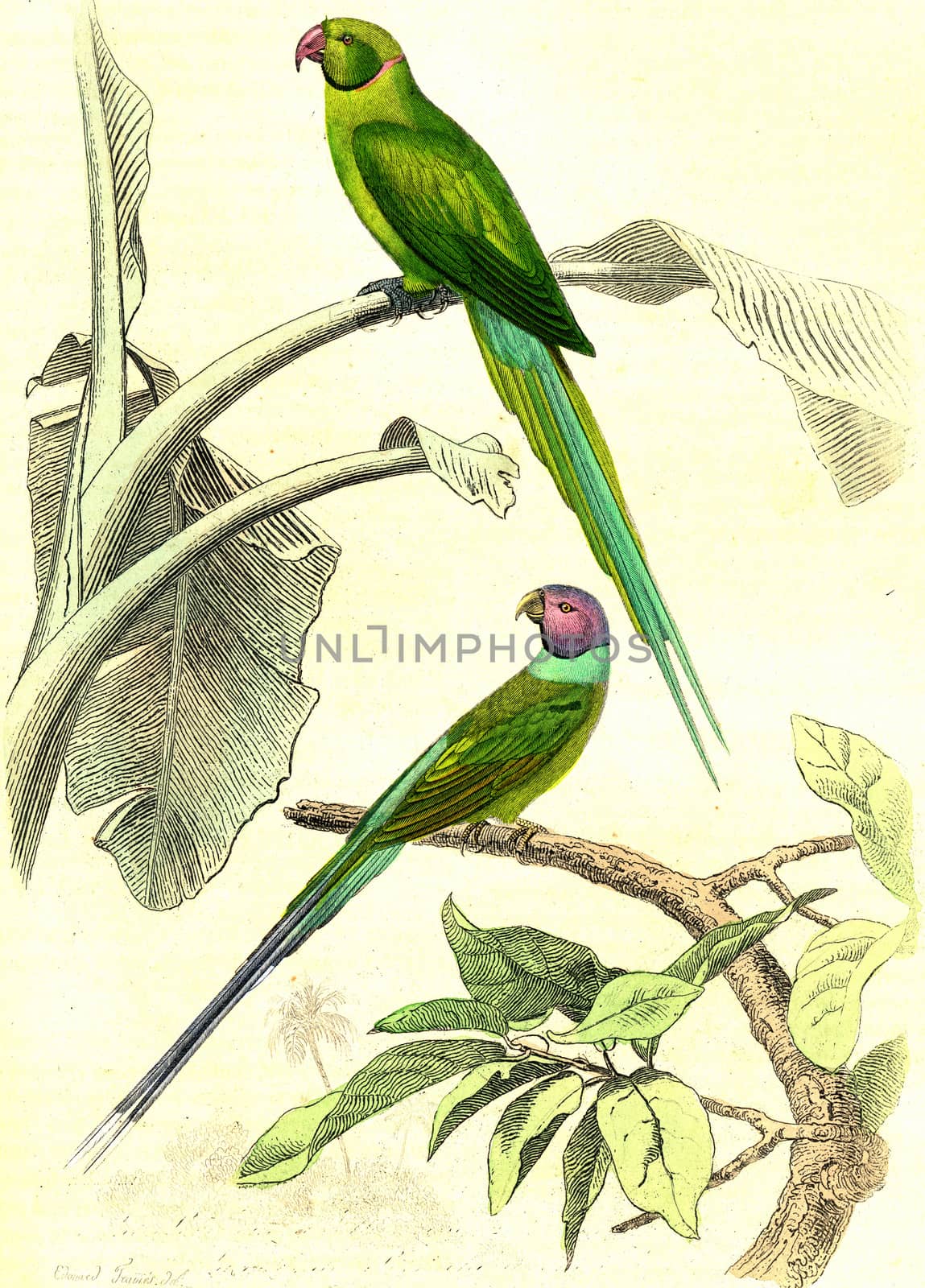 The parakeet has pink collar, The budded parakeet, vintage engraved illustration. From Buffon Complete Work.
