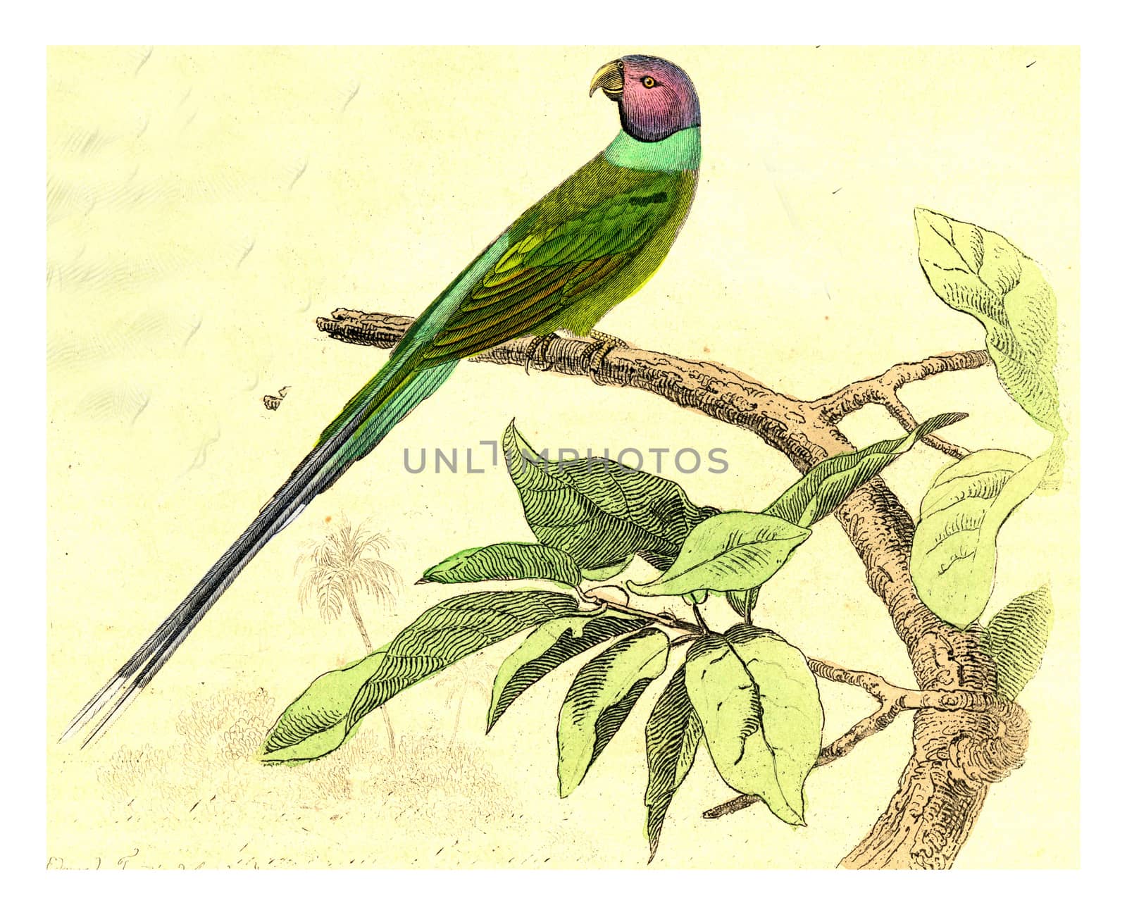 The budded parakeet, vintage engraving. by Morphart