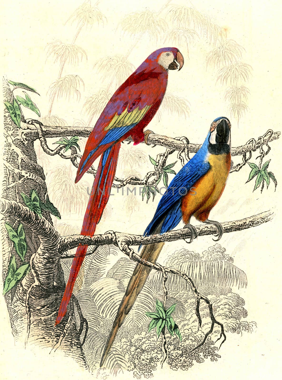 The red macaw, The blue macaw, vintage engraving. by Morphart