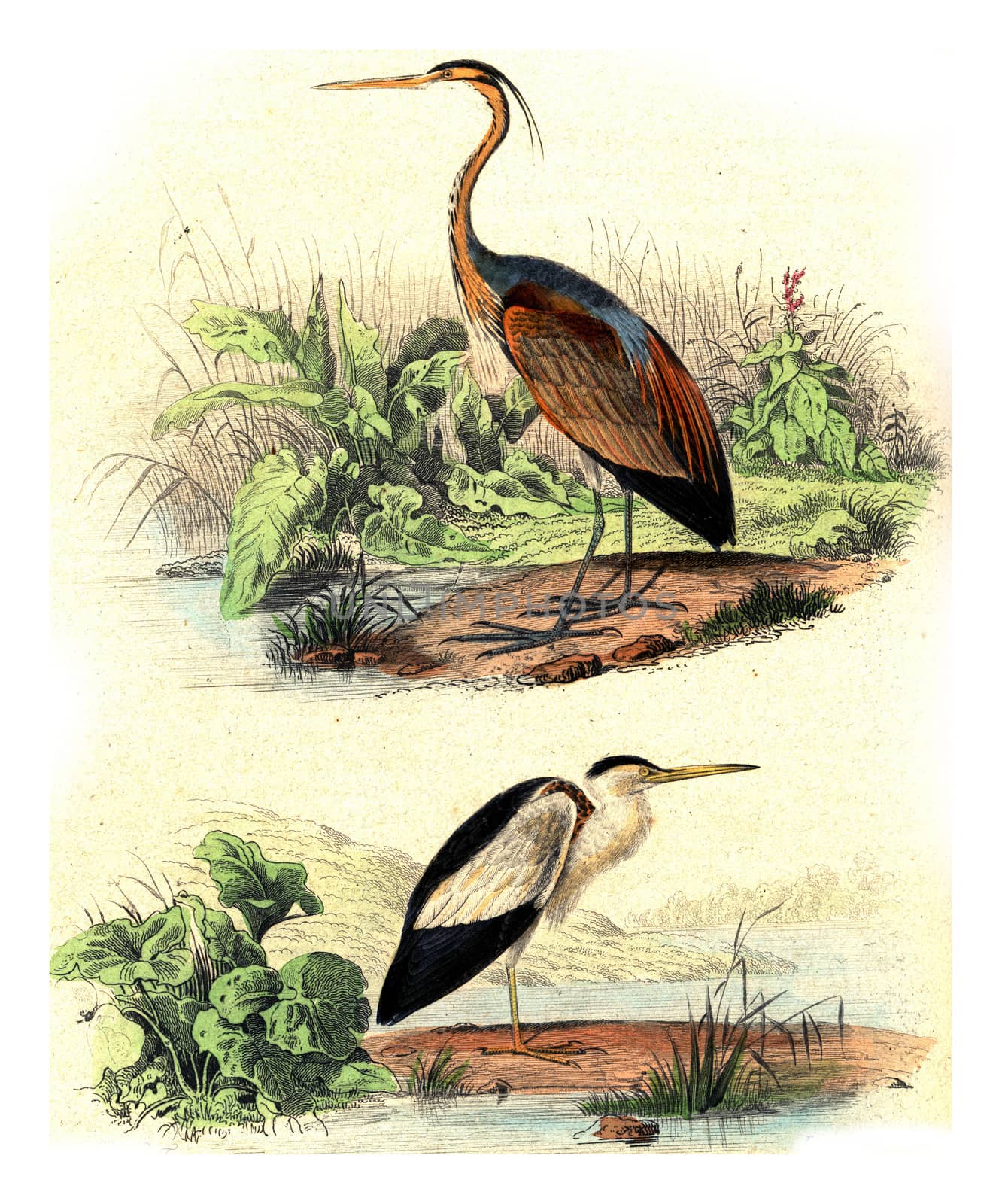 The purple heron, the bittern, vintage engraved illustration. From Buffon Complete Work.
