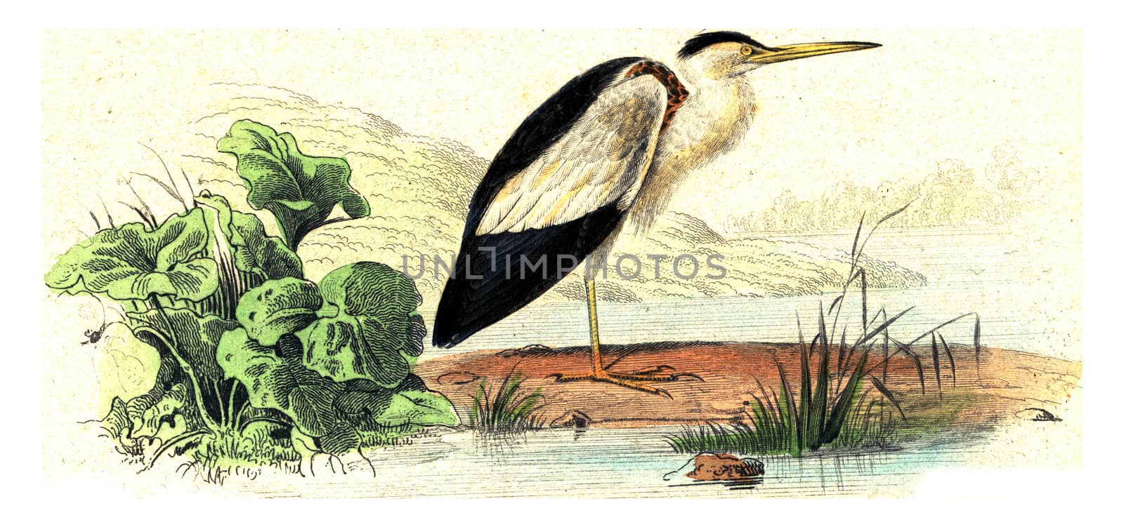 The bittern, vintage engraved illustration. From Buffon Complete Work.
