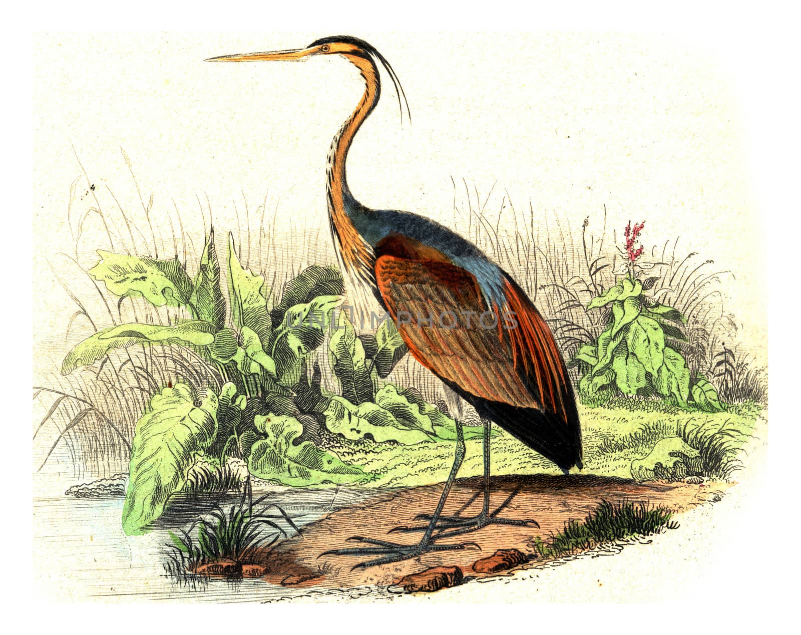 The purple heron, vintage engraved illustration. From Buffon Complete Work.
