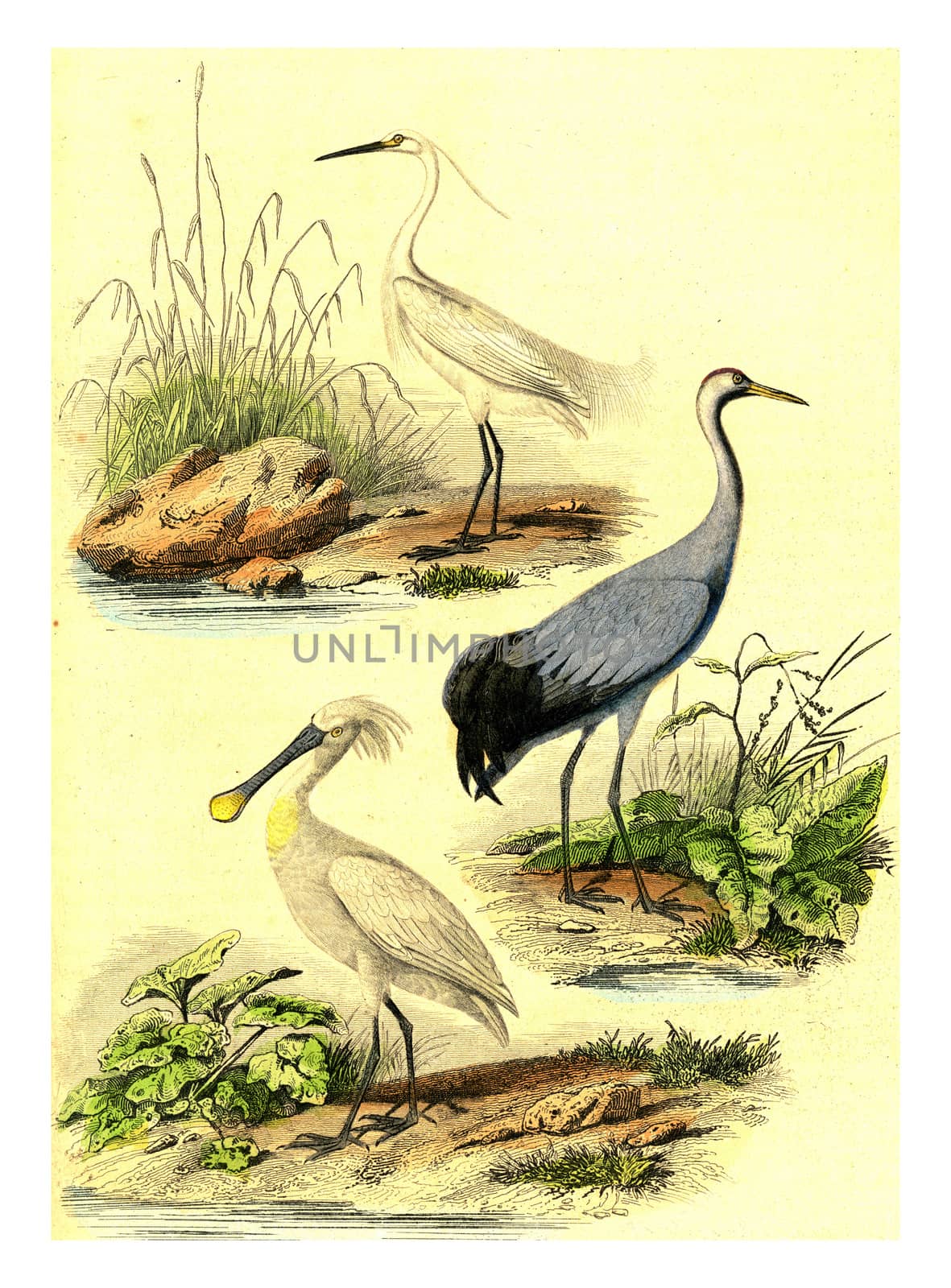 The egret, the crane, the spatuletail, vintage engraving. by Morphart