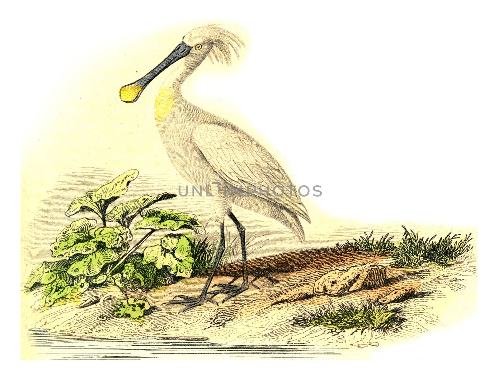 The spatuletail, vintage engraved illustration. From Buffon Complete Work.
