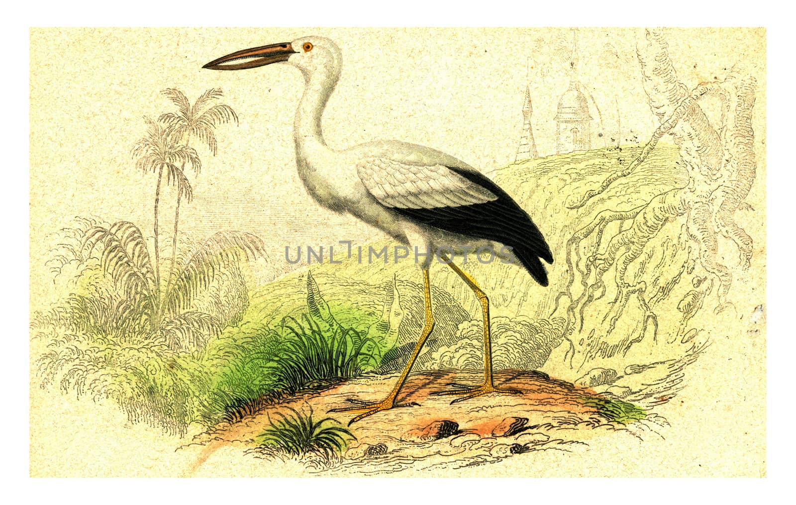 The open beak, vintage engraved illustration. From Buffon Complete Work.
