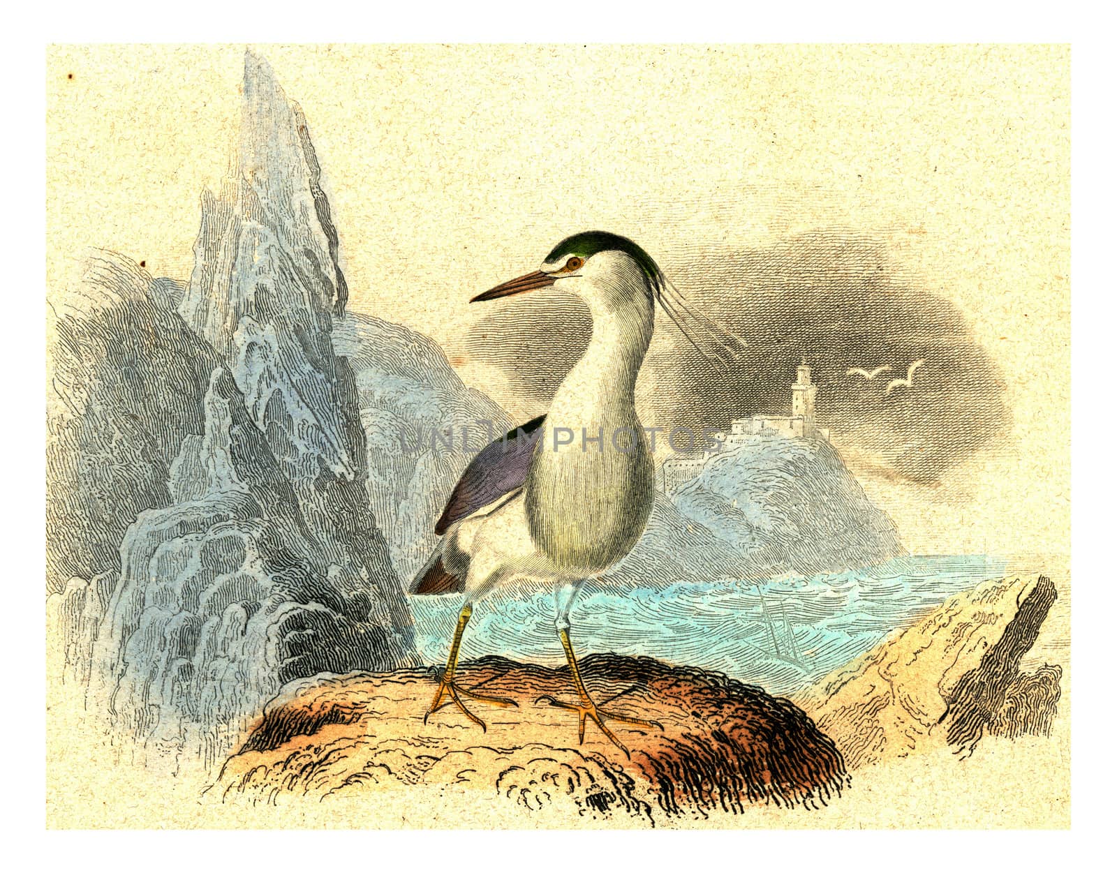The Night Heron, vintage engraving. by Morphart