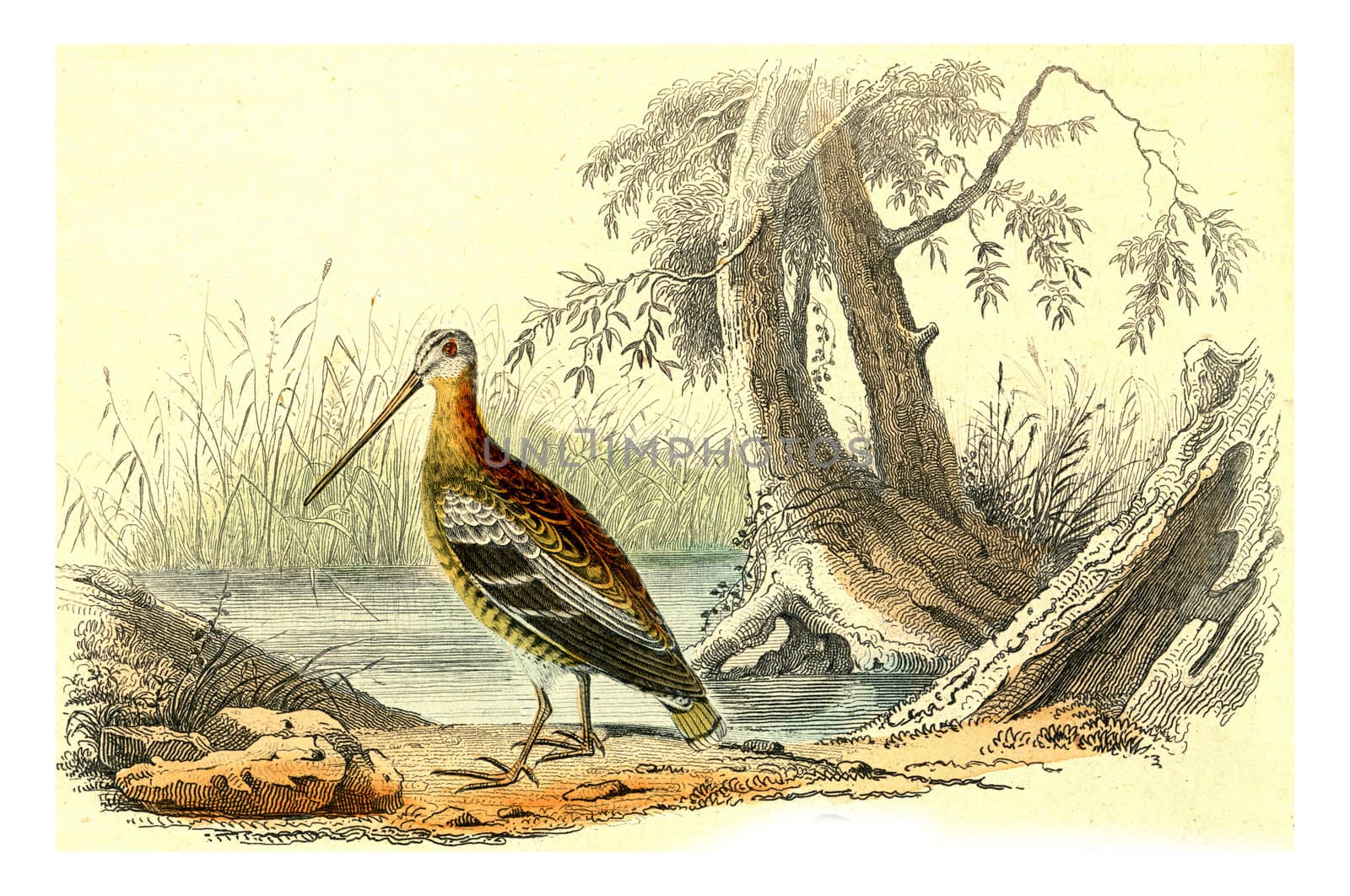 Snipe, vintage engraved illustration. From Buffon Complete Work.
