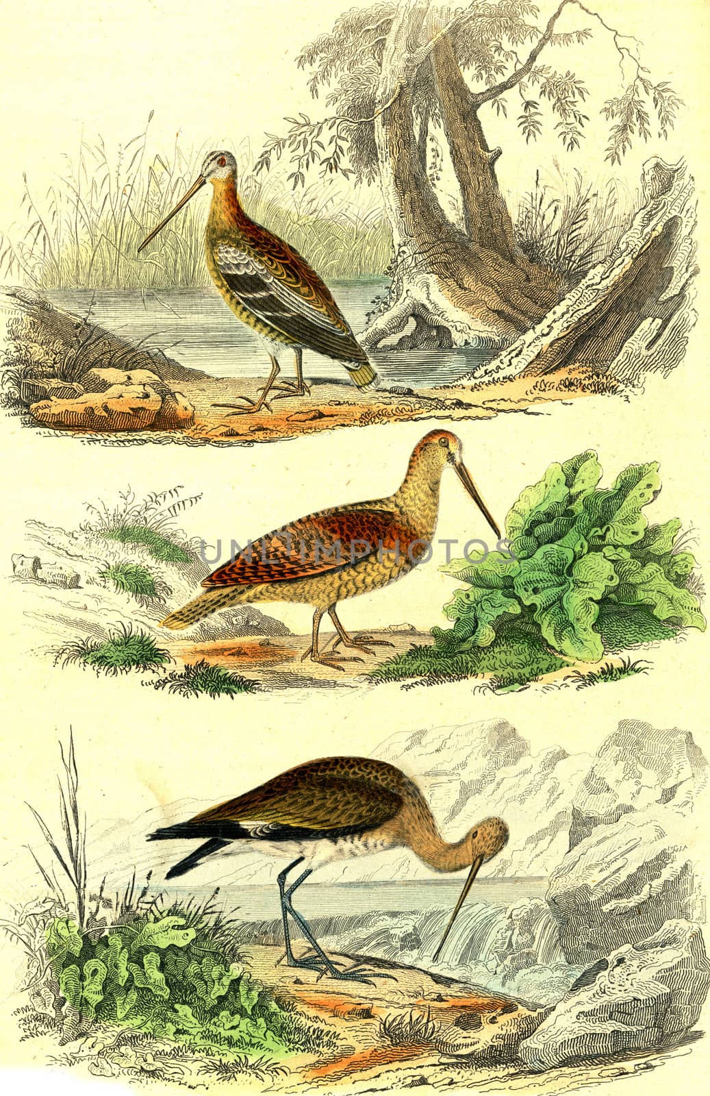 Snipe, The woodcock, The barge, vintage engraved illustration. From Buffon Complete Work.
