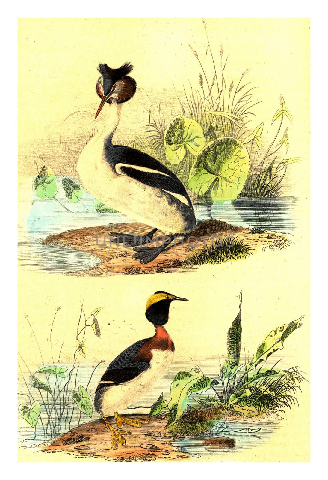 Horned Grebe, Grebe Sclavon, vintage engraved illustration. From Buffon Complete Work.
