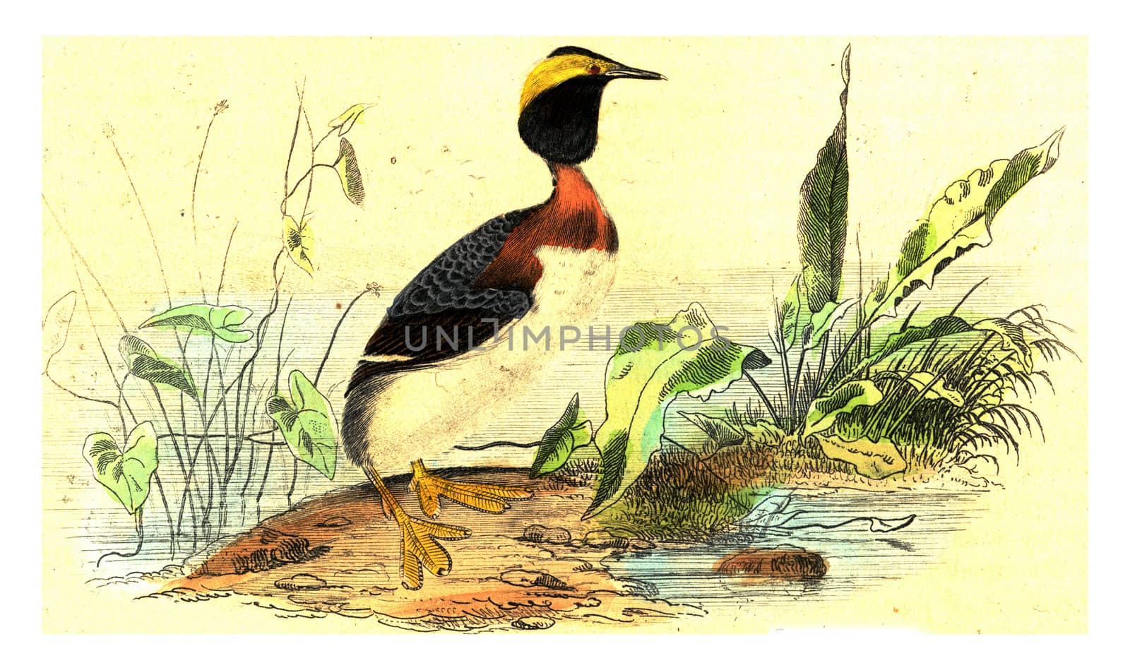 Slavonian grebe, vintage engraving. by Morphart