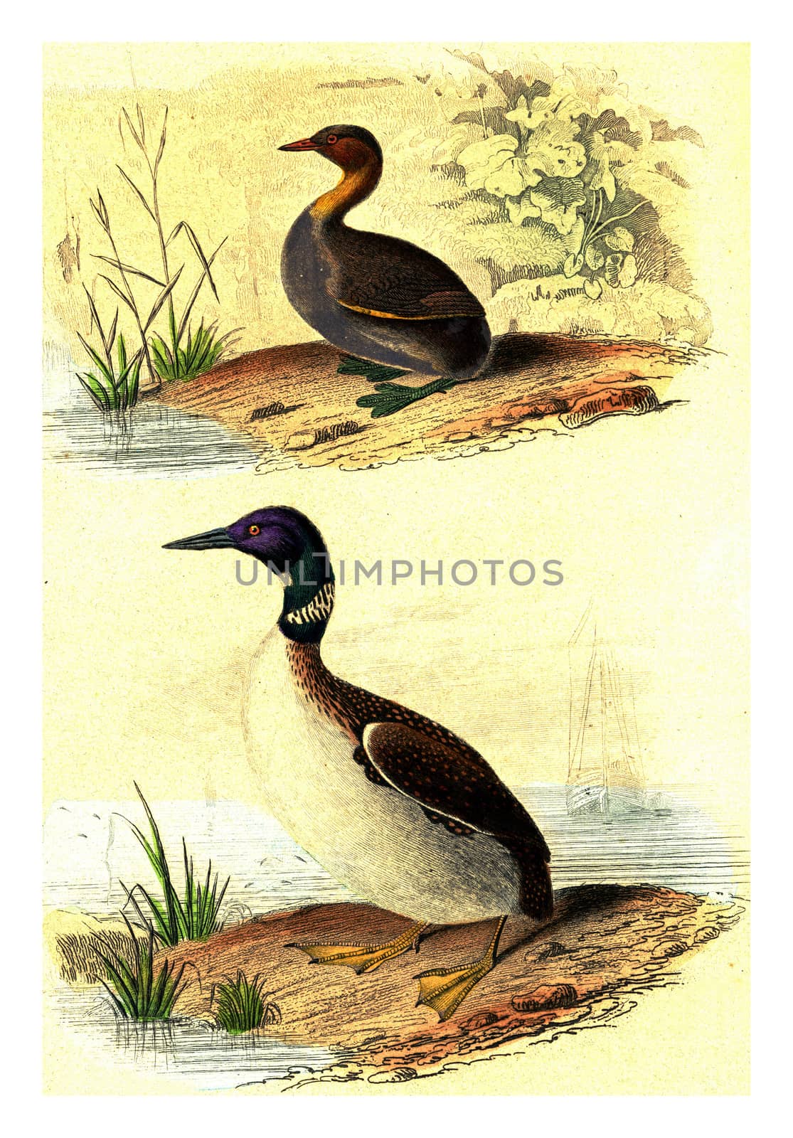 The grebe, Great diving, vintage engraving. by Morphart