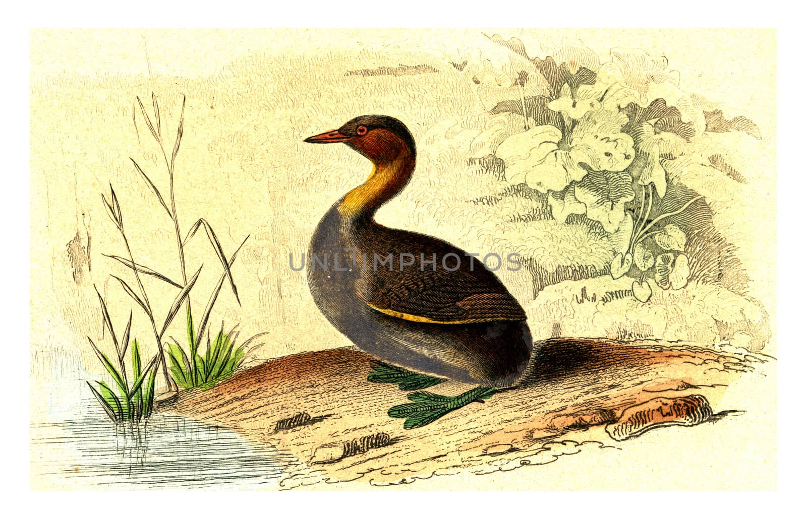 The grebe, vintage engraving. by Morphart
