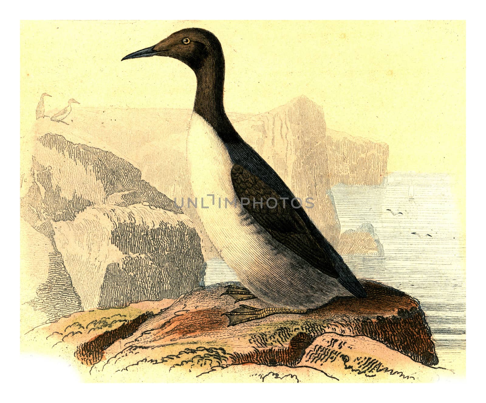 Guillemot, vintage engraved illustration. From Buffon Complete Work.
