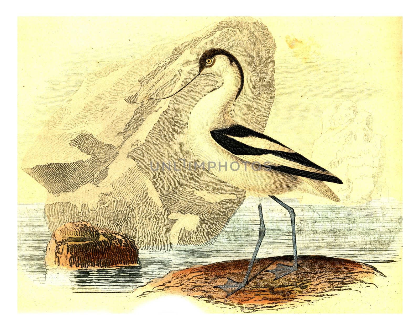 Avocet, vintage engraving. by Morphart