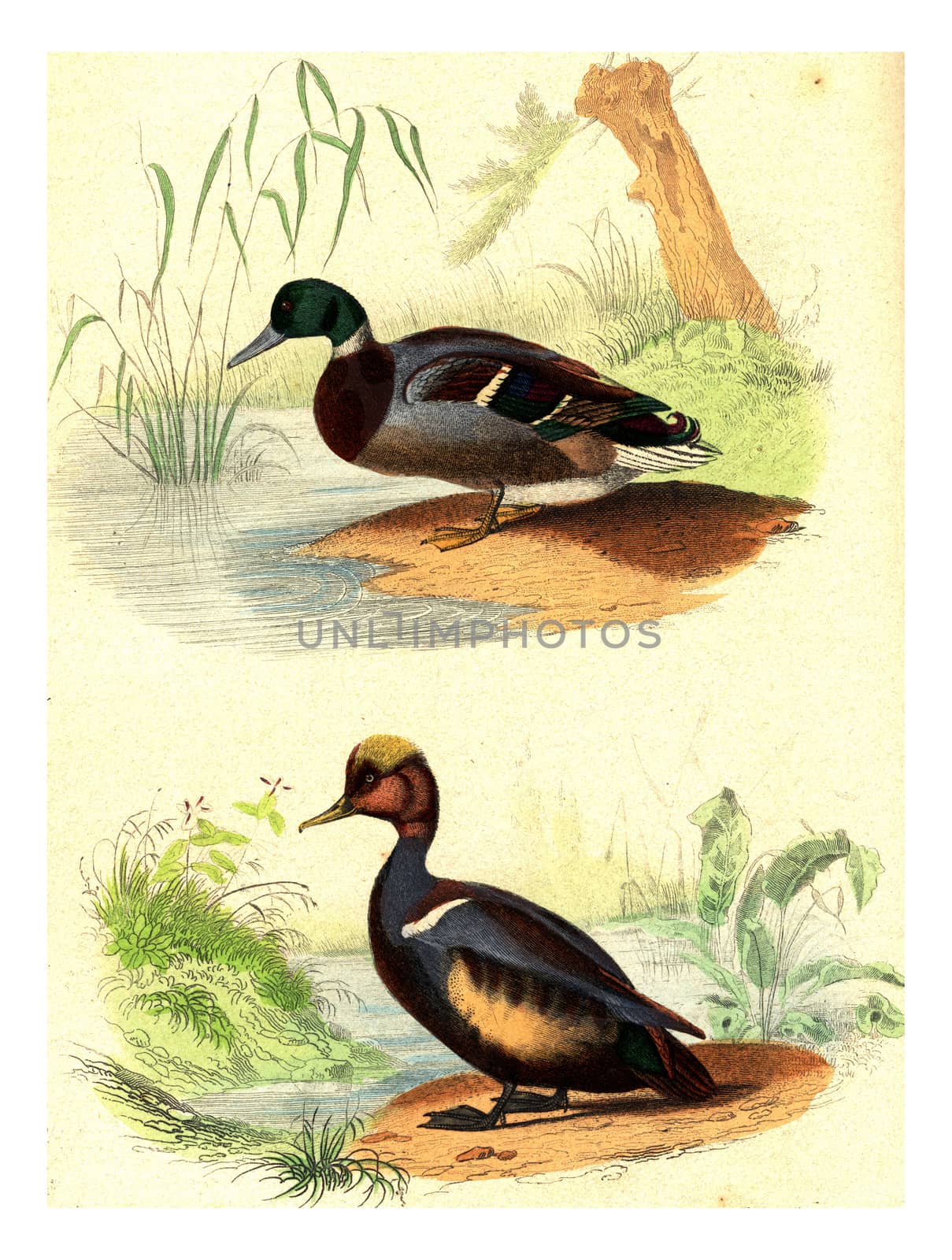 The Wild Duck, The Milloin, vintage engraved illustration. From Buffon Complete Work.

