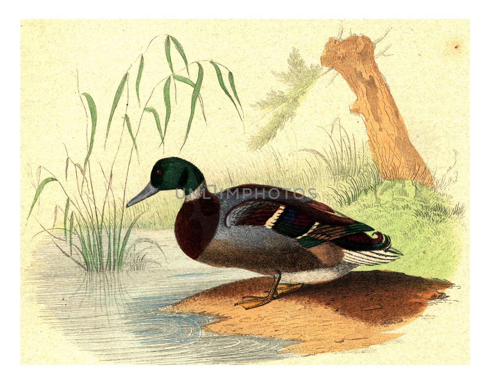 The Wild Duck, vintage engraving. by Morphart