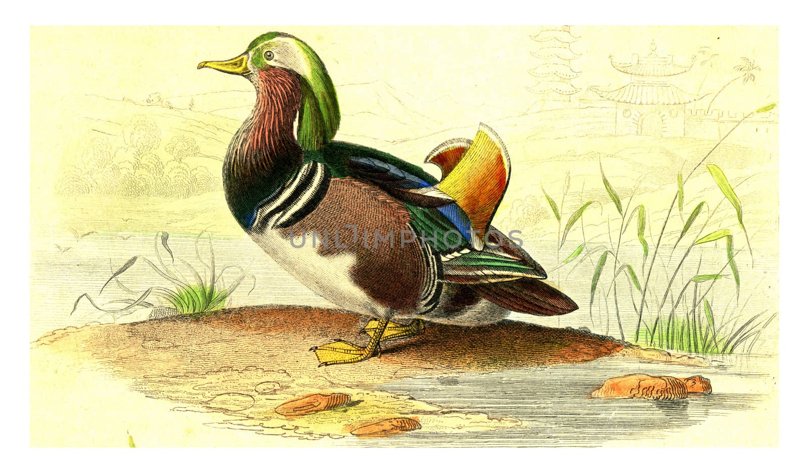 Duck range of China, vintage engraved illustration. From Buffon Complete Work.
