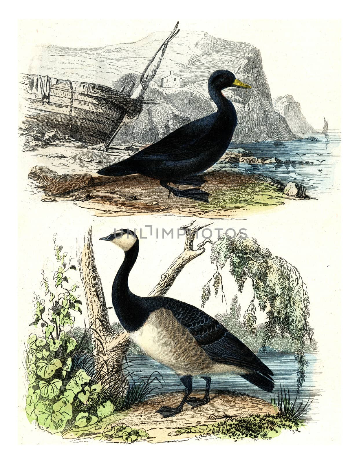 Scoter, Goose, vintage engraving. by Morphart