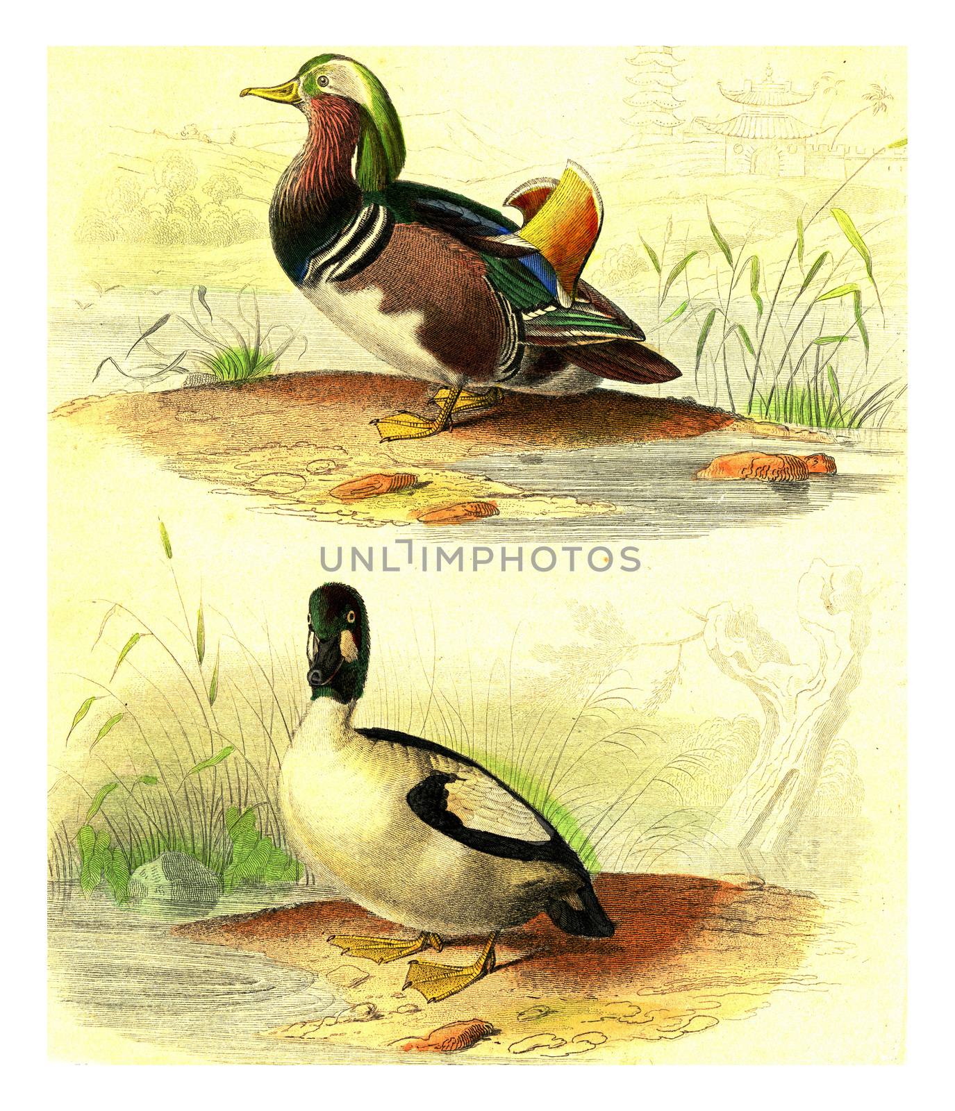 Duck range of China, The Barrow, vintage engraving. by Morphart