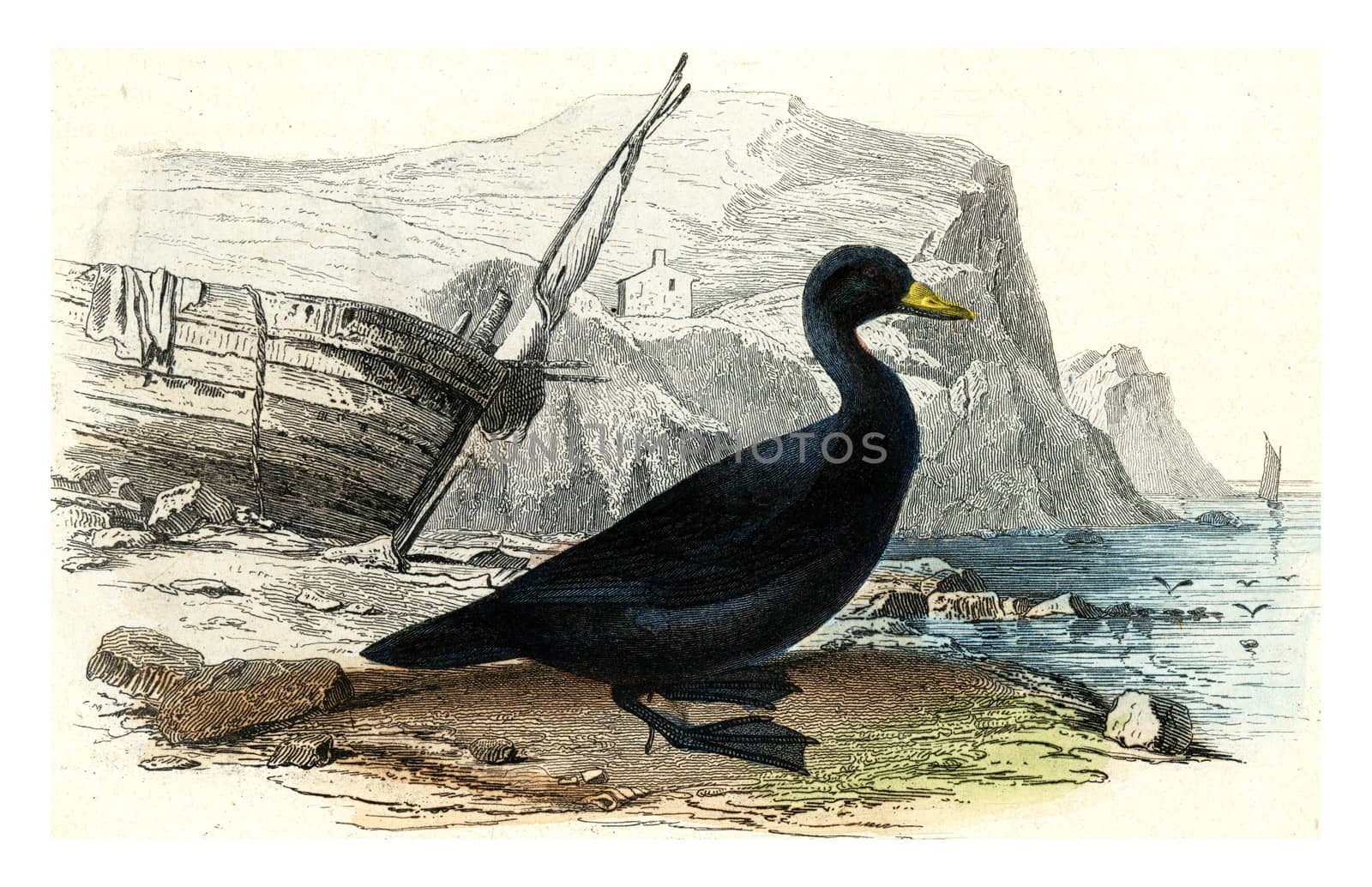 Scoter, vintage engraving. by Morphart