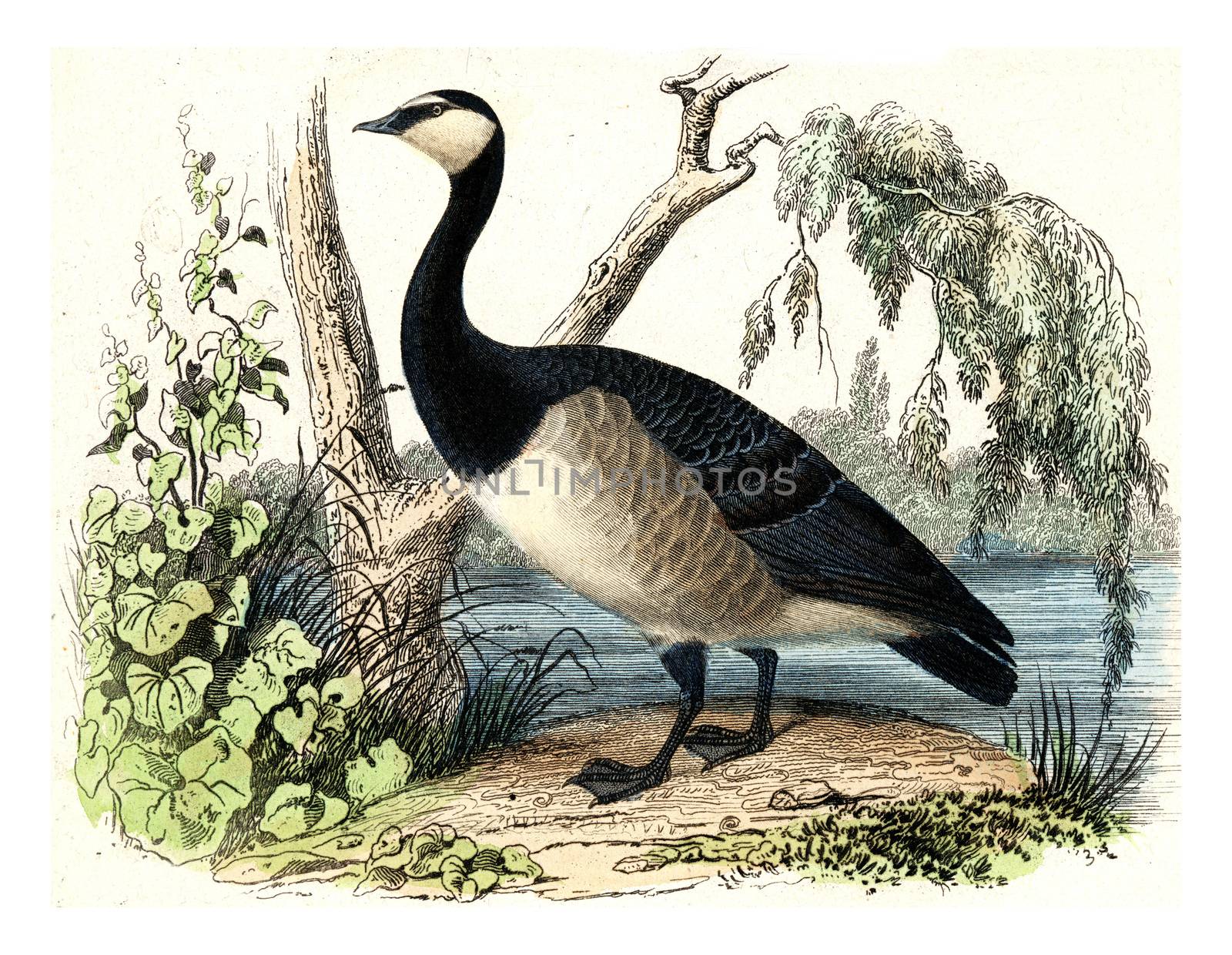 Goose, vintage engraving. by Morphart