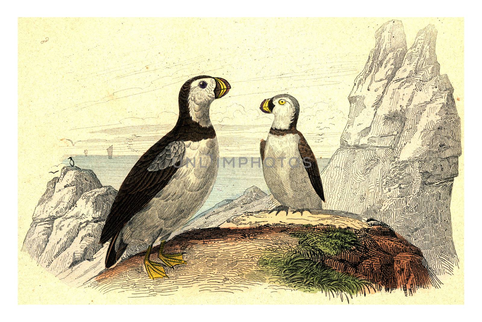 Puffins, vintage engraving. by Morphart