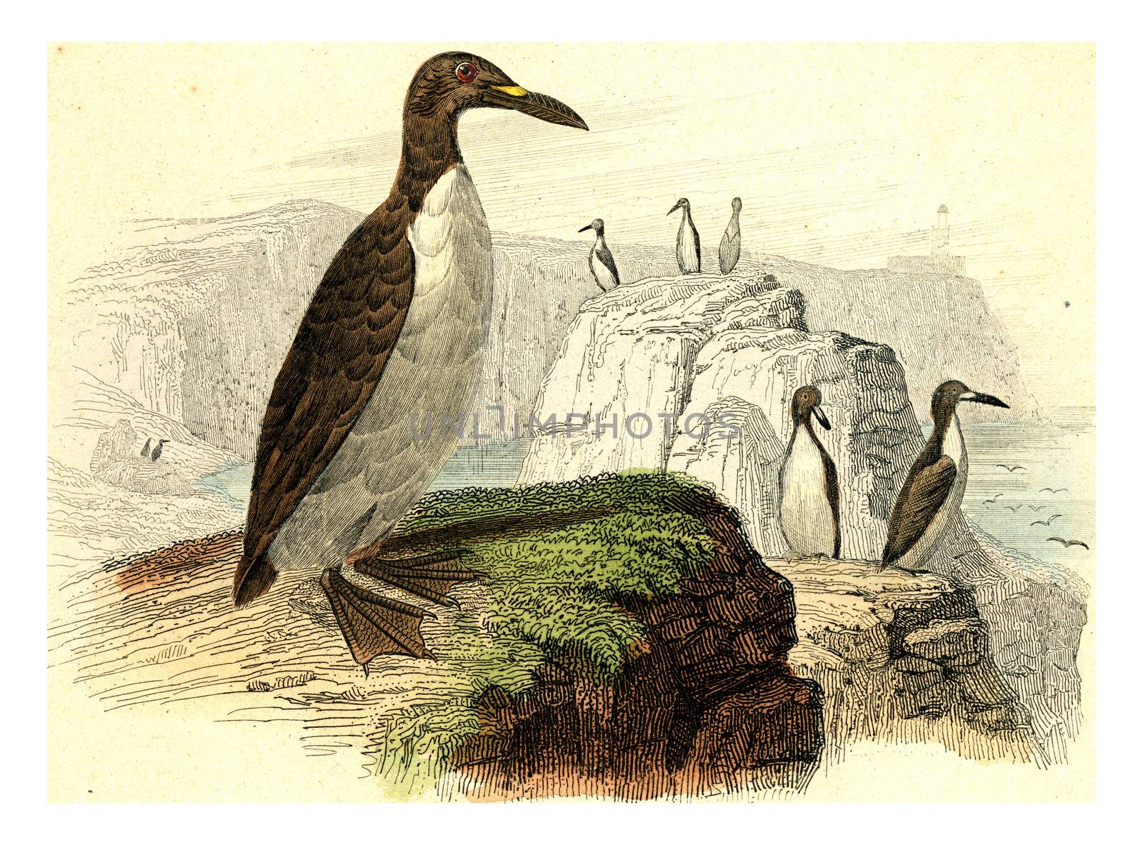 Great penguin, vintage engraving. by Morphart