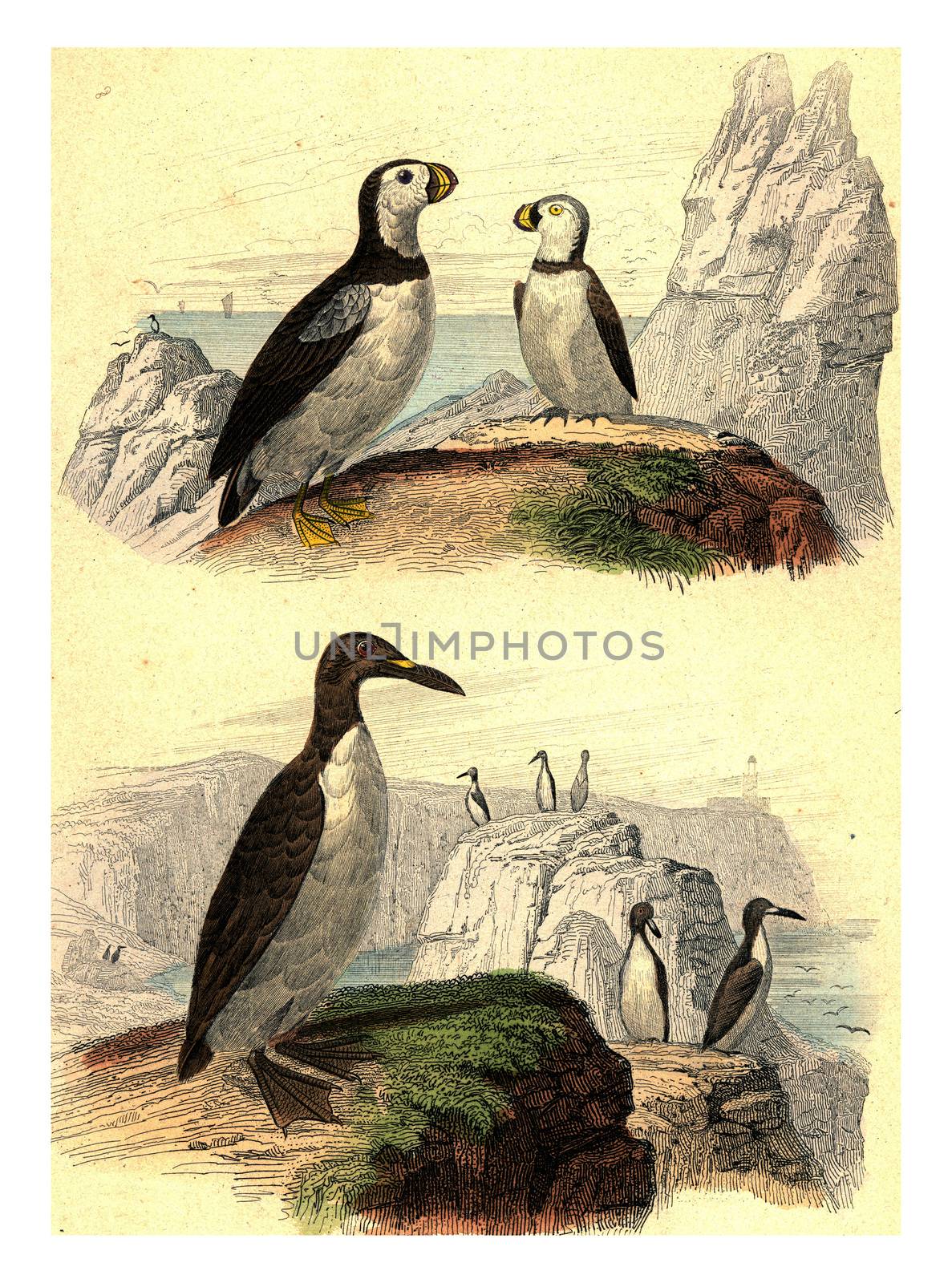 Puffins, Great penguin, vintage engraving. by Morphart