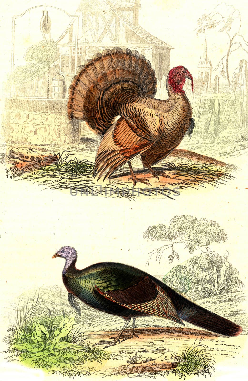 Turkey, Wild turkey, vintage engraving. by Morphart