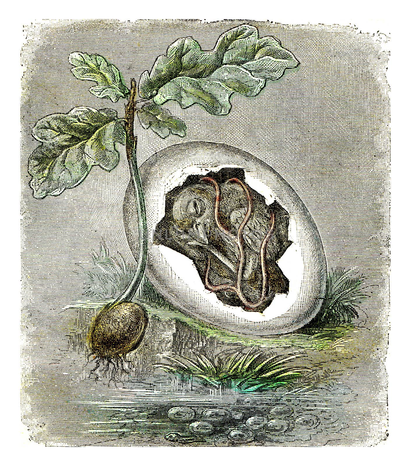First state of organized beings, The egg and the seed, vintage engraved illustration.
