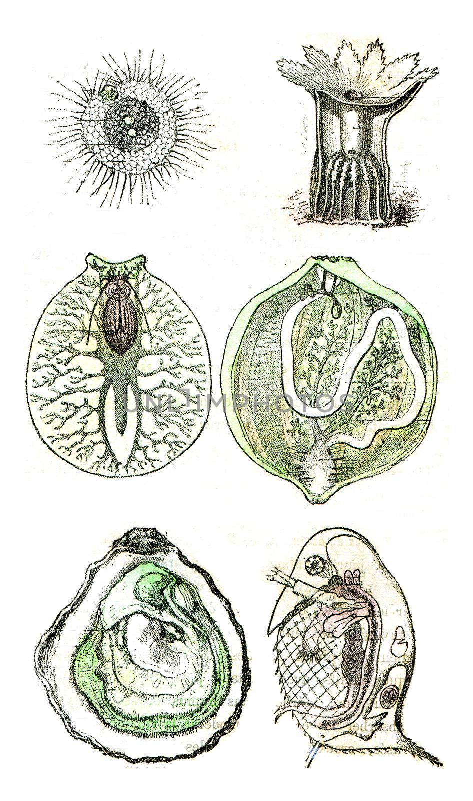 Comparative organization of invertebrate animals currently alive or represented in the primitive period by many species
