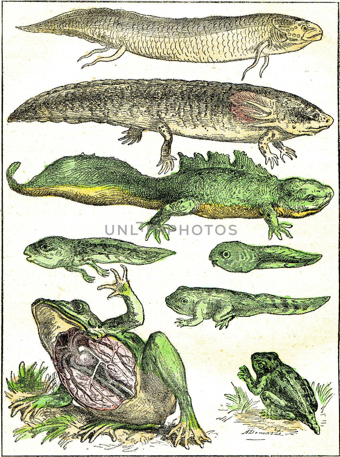 Transition from fish to amphibians, vintage engraving. by Morphart