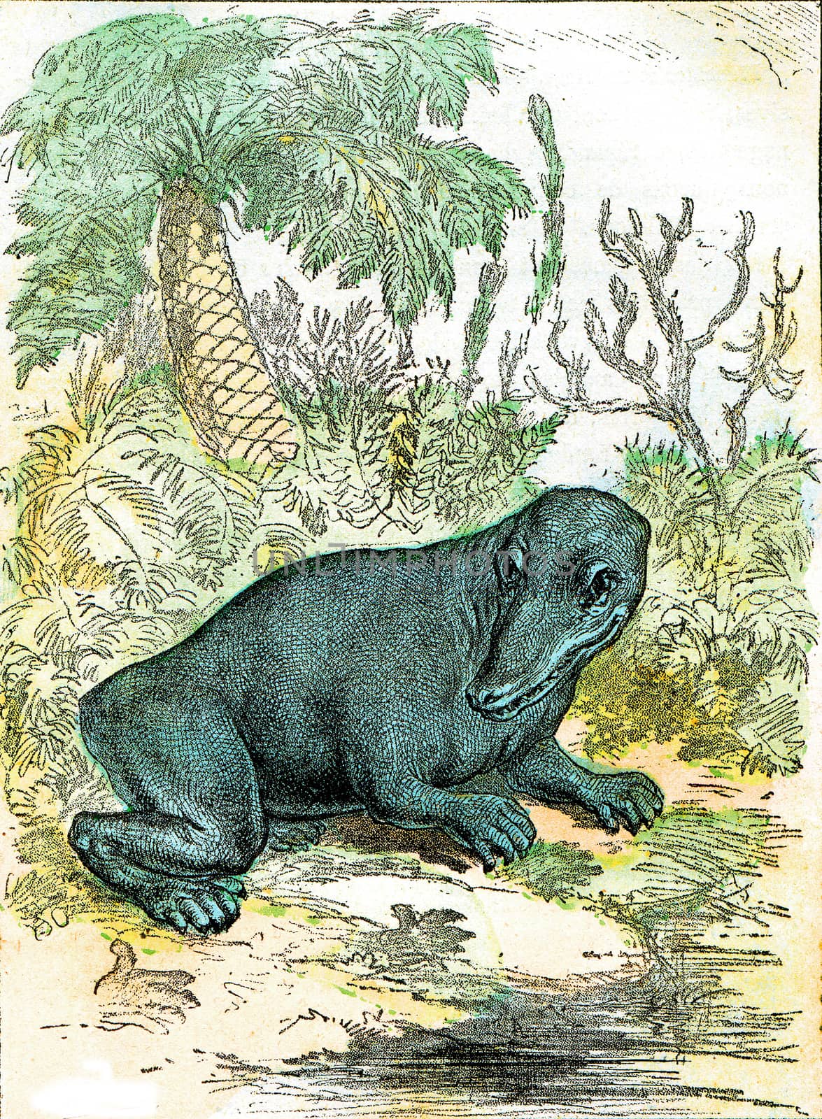 The Labyrinthodon of the Coal Period, vintage engraved illustration. From Natural Creation and Living Beings.
