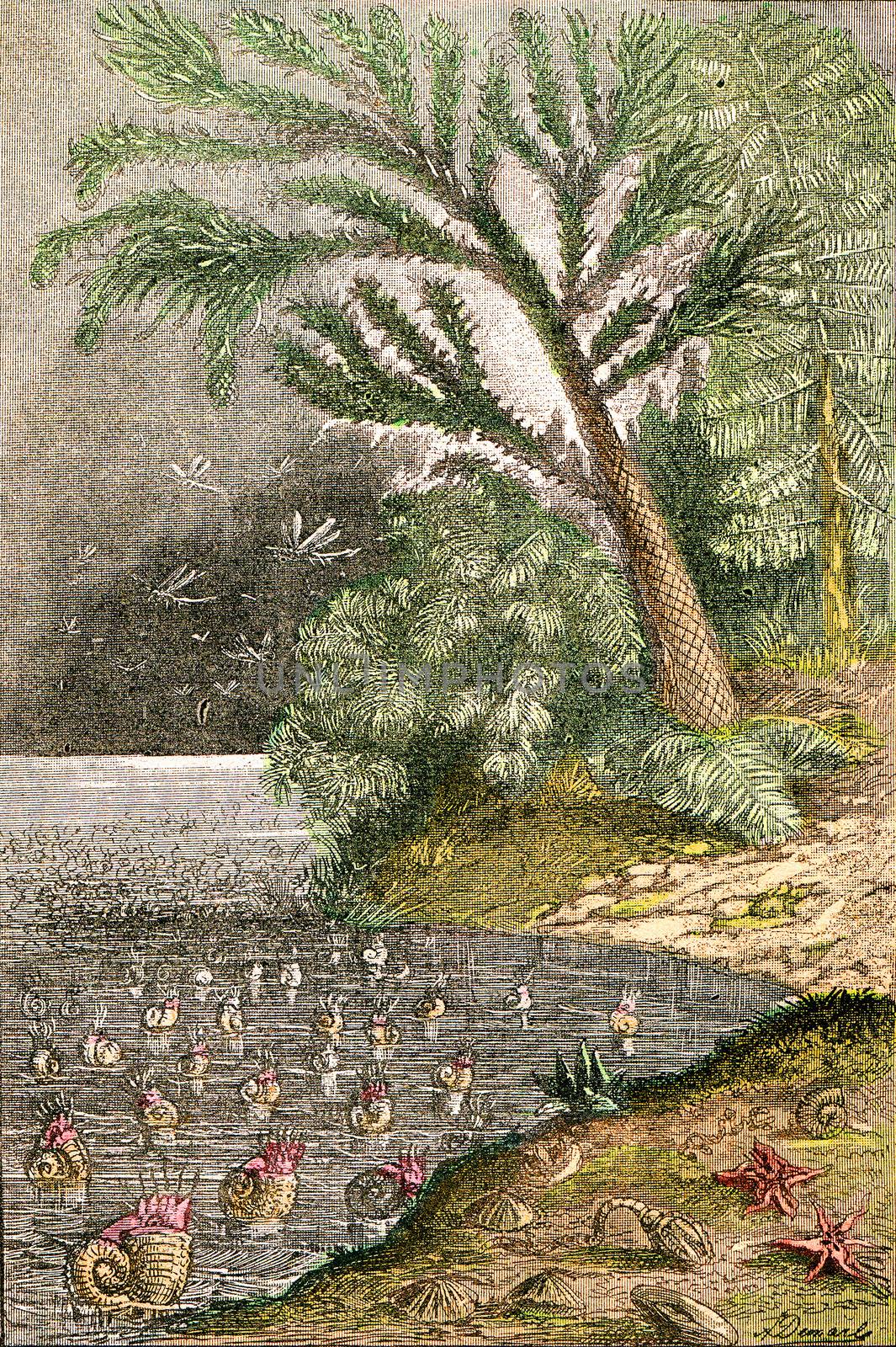 Ideal landscape of the early Jurassic times, vintage engraving. by Morphart