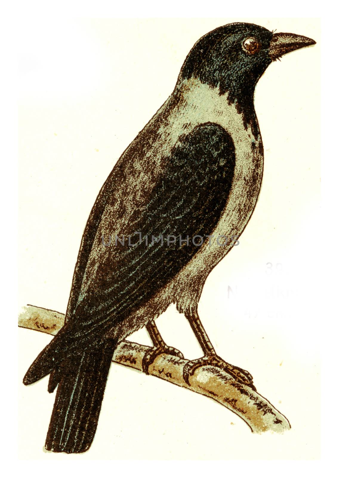 Hooded crow, vintage engraved illustration. From Deutch Birds of Europe Atlas.
