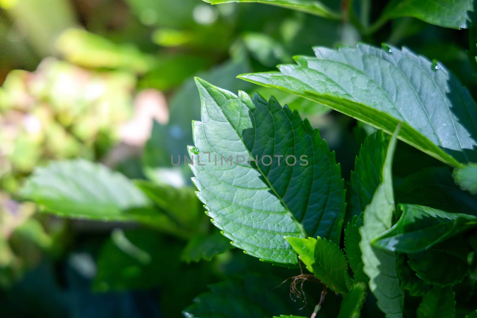 Close Up green leaf under sunlight in the garden. Natural backgr by teerawit