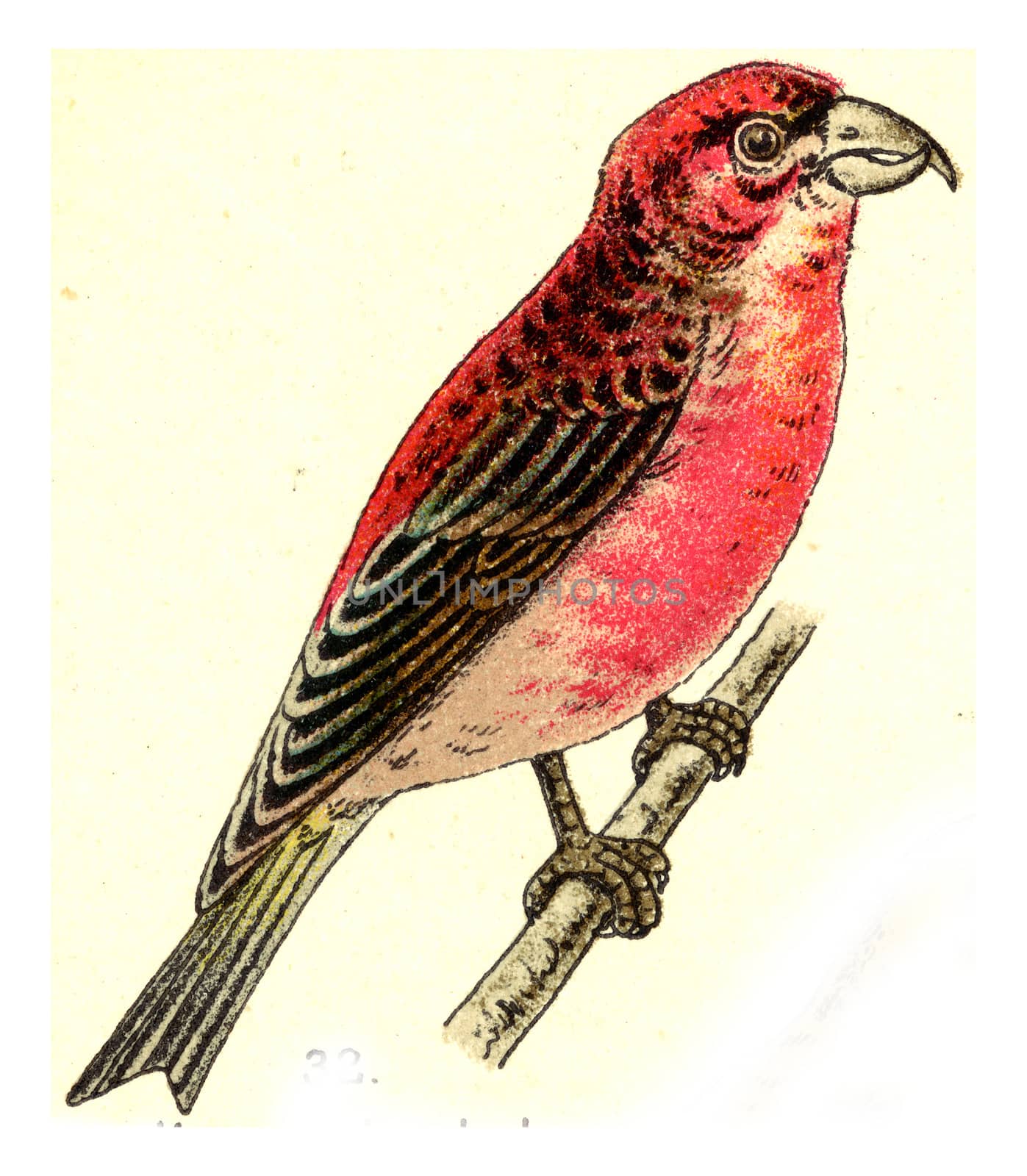 Crossbill, vintage engraved illustration. From Deutch Birds of Europe Atlas.
