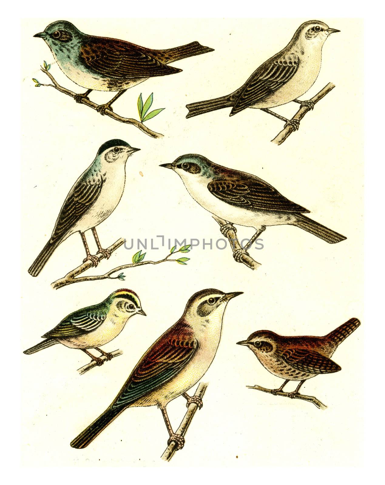 Dunnock, Garden Warbler, Black platelets, Fence warbler, Firecrest, Wren, Reed Warbler, vintage engraved illustration. From Deutch Birds of Europe Atlas.
