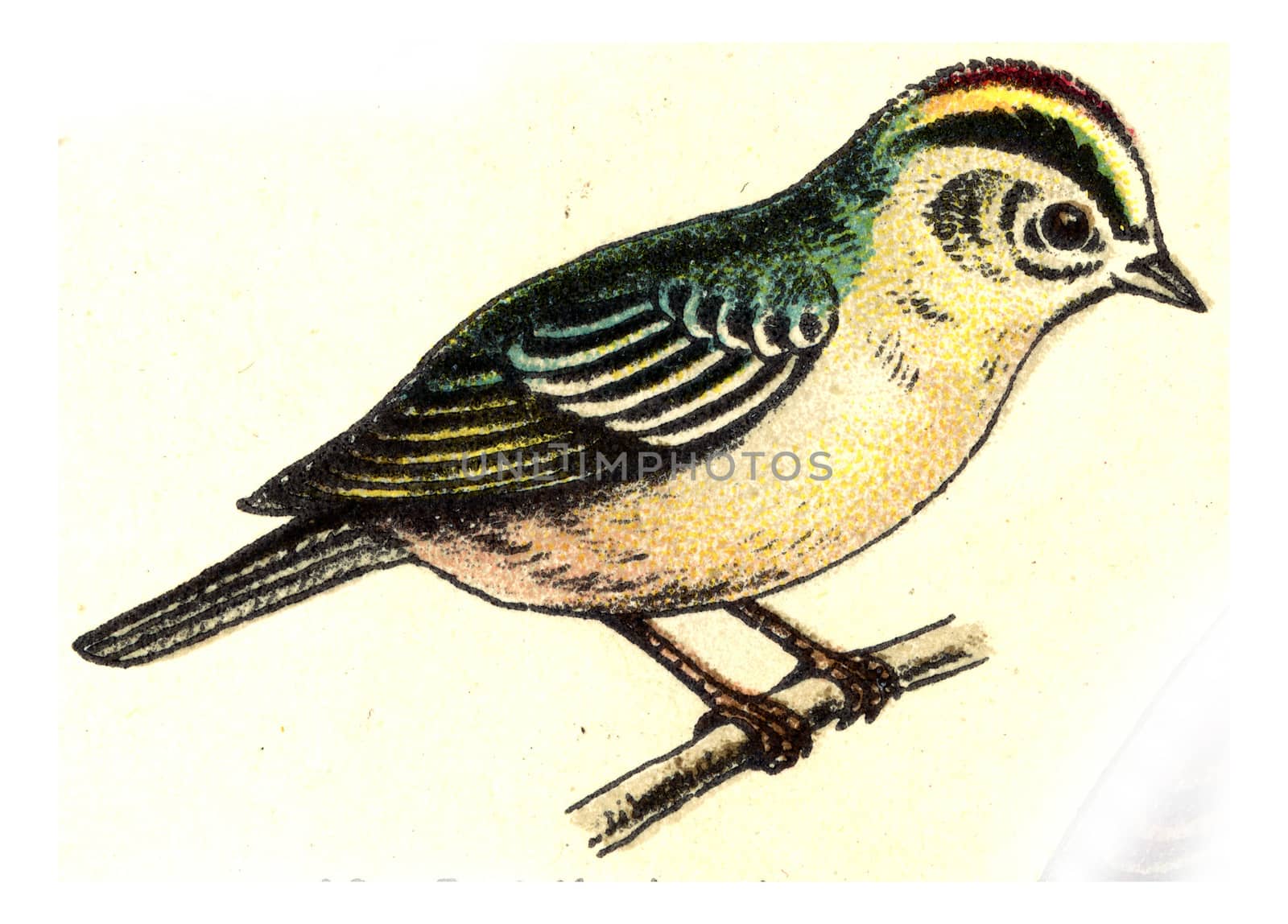 Firecrest, vintage engraved illustration. From Deutch Birds of Europe Atlas.
