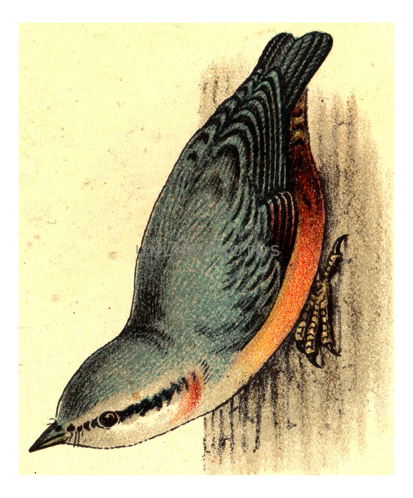 Nuthatch, vintage engraved illustration. From Deutch Birds of Europe Atlas.
