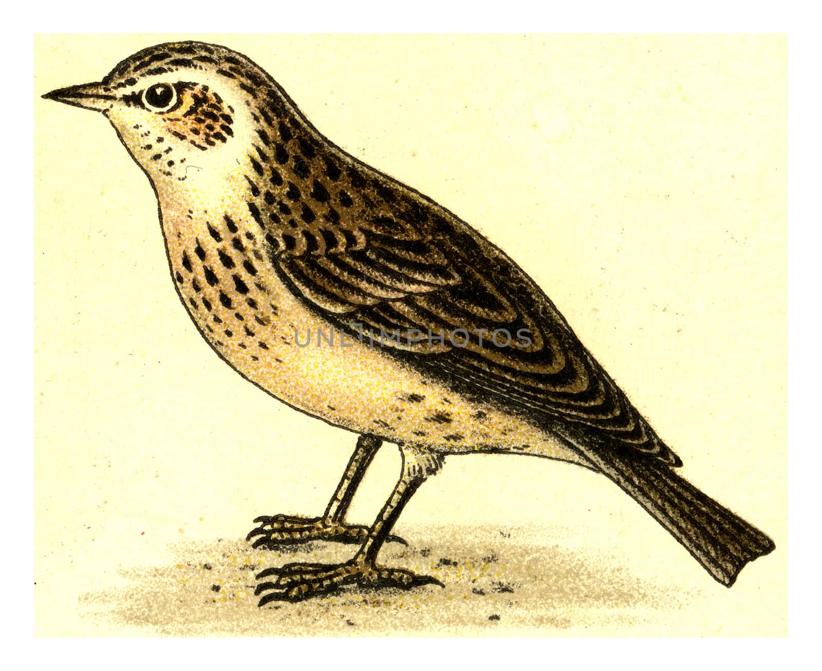 Skylark, vintage engraved illustration. From Deutch Birds of Europe Atlas.
