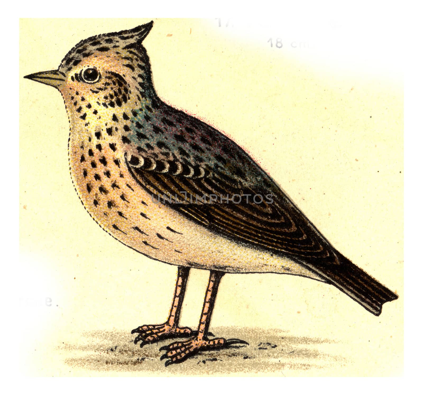 Crested lark, vintage engraved illustration. From Deutch Birds of Europe Atlas.
