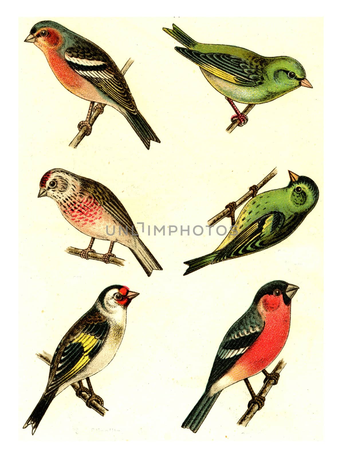 Chaffinch, Greenfinch, Linnet, Siskin, Goldfinch, Bullfinch, vintage engraved illustration. From Deutch Birds of Europe Atlas.
