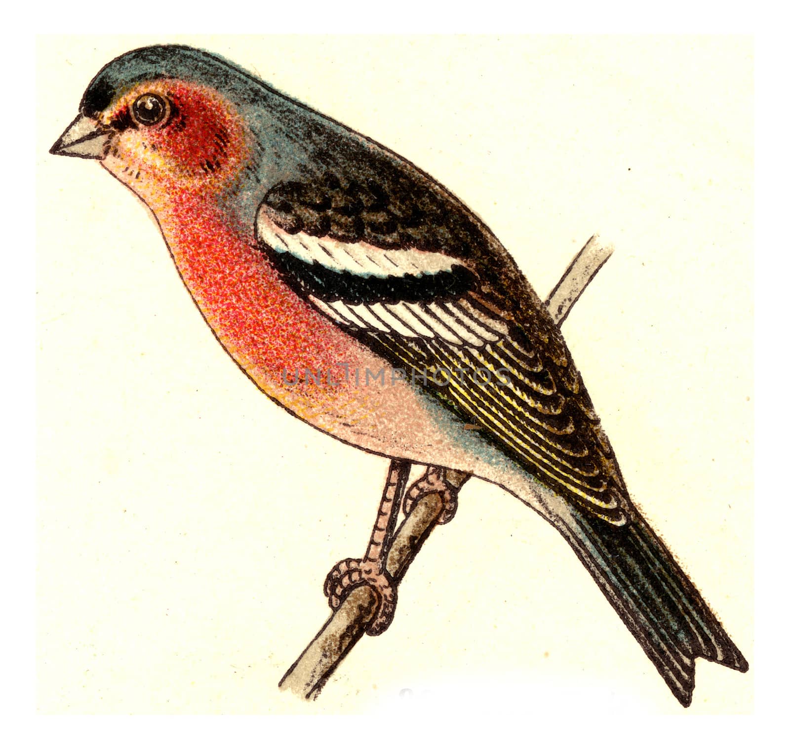 Chaffinch, vintage engraved illustration. From Deutch Birds of Europe Atlas.
